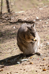 The tammar wallaby has dark greyish upperparts with a paler underside and rufous-coloured sides and limbs. The tammar wallaby has white stripes on its face.