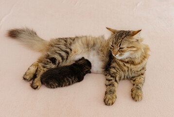 One newborn kitten drinks milk from its mother cat on its own.