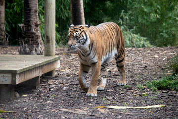 Tigers are powerful hunters with sharp teeth, strong jaws and agile bodies.