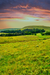 Obraz premium Vertical view of a grass field on a slope with a tree forest on the hill, Wakkerstroom, Mpumalanga, South Africa