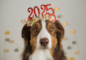 Pets celebrate New year and Christmas concept. Brown Australian Shepherd - Aussie wears a red...