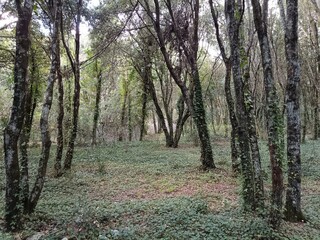 Fototapeta premium footpath in the woods