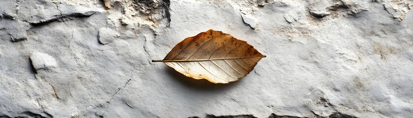 Dried Leaf on Textured White Background - A Nature Illustration