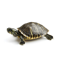 Obraz premium Close-Up of a Beautiful Freshwater Turtle with Detailed Shell Pattern on a White Background for Nature and Wildlife Enthusiasts