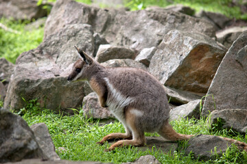Naklejka premium the yellow footed rock wallaby has a grey body with a white chest tan legs and a long tan and black tail