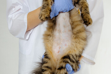 A veterinarian holds a cat showing its belly after surgery.
