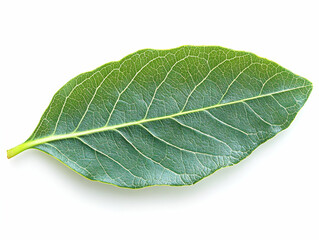 Obraz premium Vibrant Green Leaf Detailed Photo - Nature's Close-Up