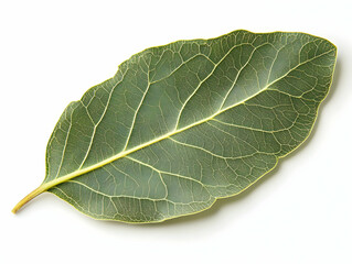 Fototapeta premium Vibrant Green Bay Leaf Photo Realistic Detailed Macro Image