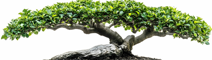 Fototapeta premium Lush Green Bonsai Tree Photo - Isolated on White Background