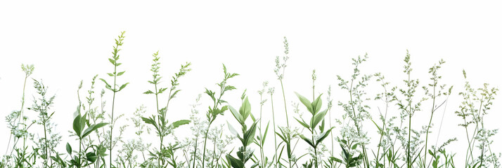 Lush Green Meadow Grass Illustration on White Background