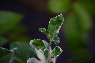 Obraz premium The leaves of the variegated lemon are green and white alternating.