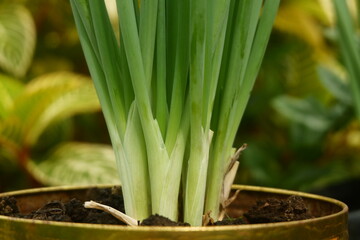 Obraz premium red onion plants in pots