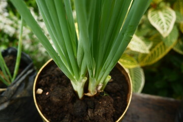 Obraz premium red onion plants in pots