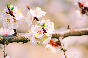 Apricot tree blossoms