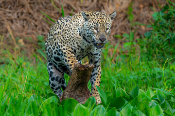Jaguar ready to pounce