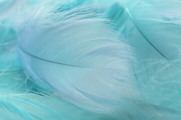 Many beautiful feathers as background, closeup view