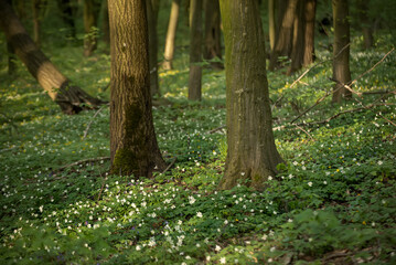 Flowering green forest with white flowers, spring nature background