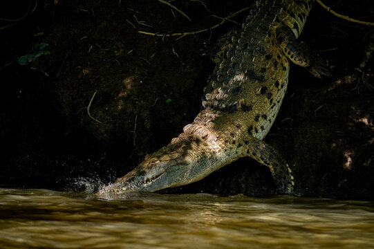 Jungle Croc
