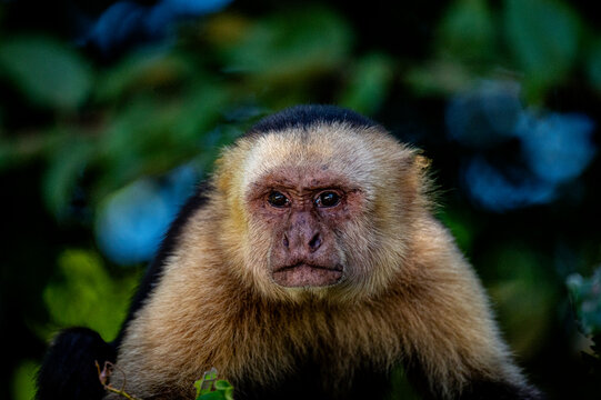 White-Faced Monkey Portrait
