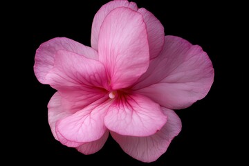 Naklejka premium Pink Impatiens blossom