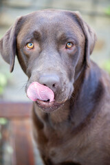 Porträt eines braunen Labrador Retriever