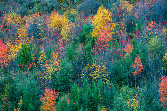 Abstract autumn colours Arrowtown