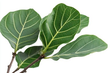 Fototapeta premium The sacred fig Ficus religiosa is a fig species from the Indian subcontinent and Indochina part of the Moraceae family Isolated leaf of sacred fig