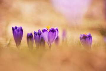 Spring crocus flowers, Easter background