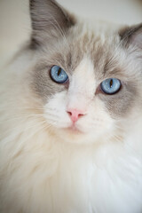 Fototapeta premium Porträt einer Ragdoll Katze