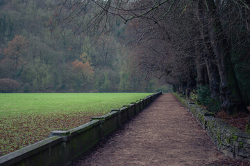 Obraz premium path in the forest in England