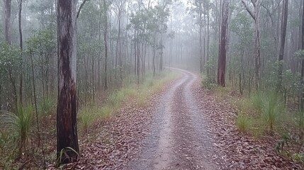 Obraz premium Misty Trail Through Serene Forest Landscape in Early Morning Light
