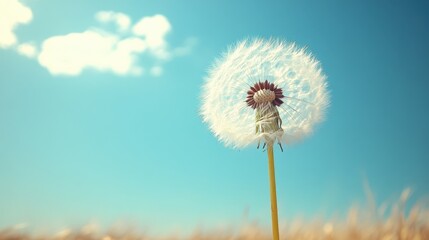 Delicate Dandelion in Soft Breeze