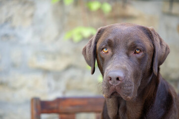 Portr&auml;t eines braunen Labrador Retriever auf der Terrasse