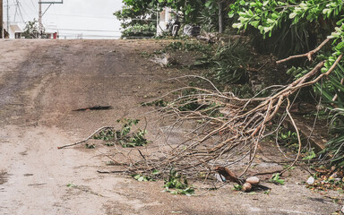 Hurricane 2024 Playa del Carmen Mexico destruction devastation broken trees.