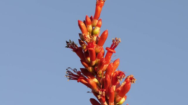 An ocotillo flower blooms at Organ Pipe Cactus National Monument, Arizona, USA