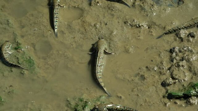 A group of mudskippers crawling on muddy water on sunny day.