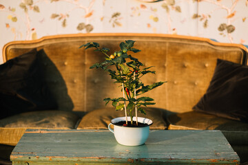 Potted plant on a vintage green table with a couch