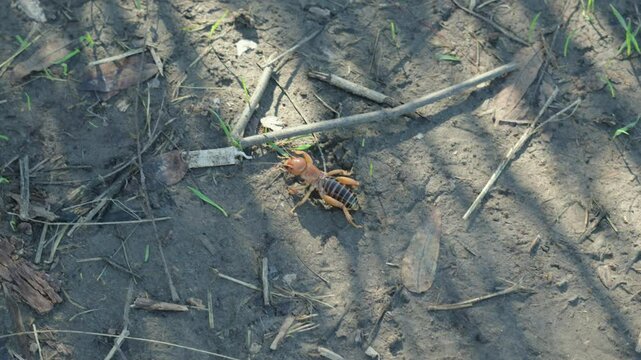 large potato bug crawling on the ground