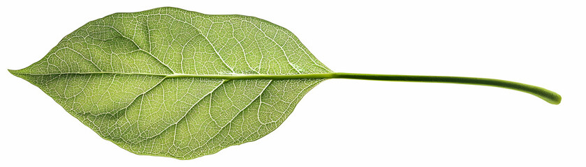 Obraz premium Detailed Green Leaf Illustration: A Close-Up View of Leaf Veins