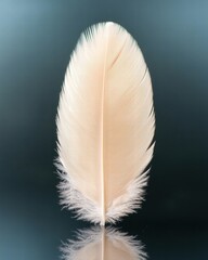 Delicate feather against dark background