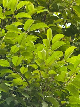 Phikun tree green leaves in the garden