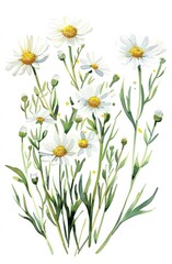 Beautiful white daisies with vibrant green stems, creating a fresh and lively natural atmosphere. Perfect for floral design and nature-themed projects.