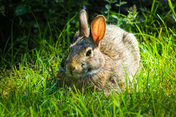 cute wild cottontail rabbit in the grass nature background