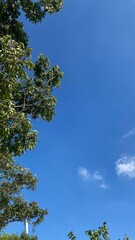 Obraz premium sky and trees