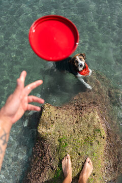 Man standing on rock throwing frisbee to border collie in water