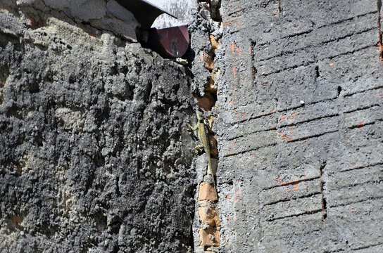 Small lizard Strobilurus torquatus on backyard wall on sunny day