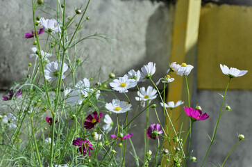 The wind blows the flowers of Cosmos diversifolius Otto ex Otto and Cosmos crithmifolius kunth with...