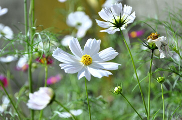 The beautiful white flowers of Cosmos diversifolius Otto ex Otto in the backyard
