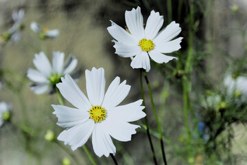 The beautiful white flowers of Cosmos diversifolius Otto ex Otto in the backyard