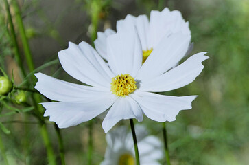 The beautiful white flowers of Cosmos diversifolius Otto ex Otto in the backyard